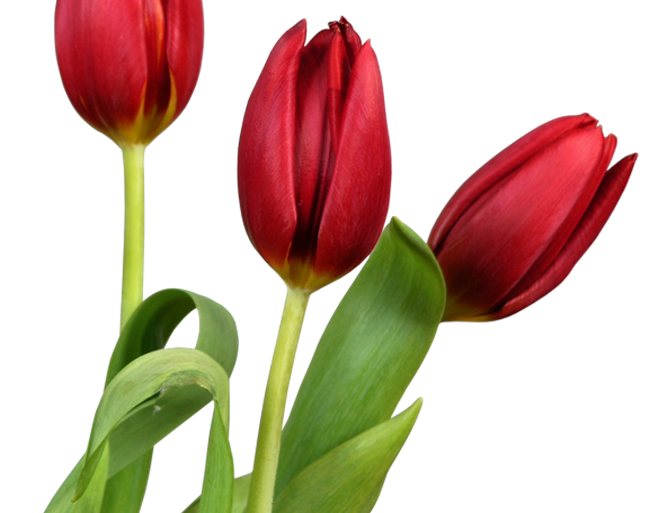 Công nghệ trồng hoa Tulip hiện đại
